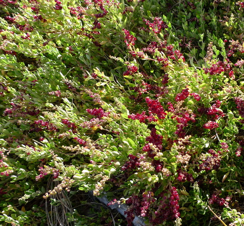 Rhagodia candolleana (Coastal saltbush) — photo