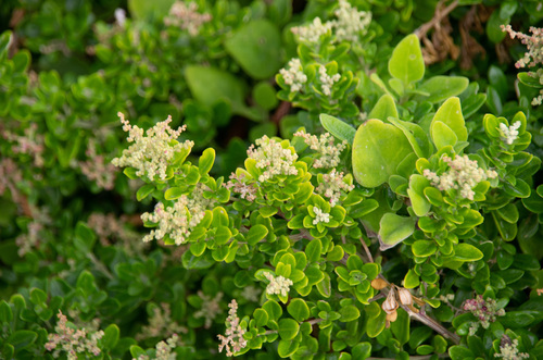Rhagodia candolleana (Coastal saltbush) — photo