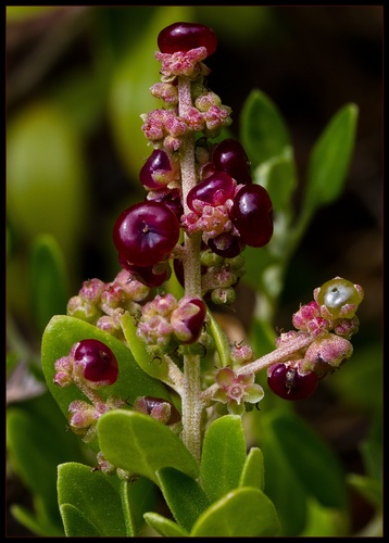 Rhagodia candolleana