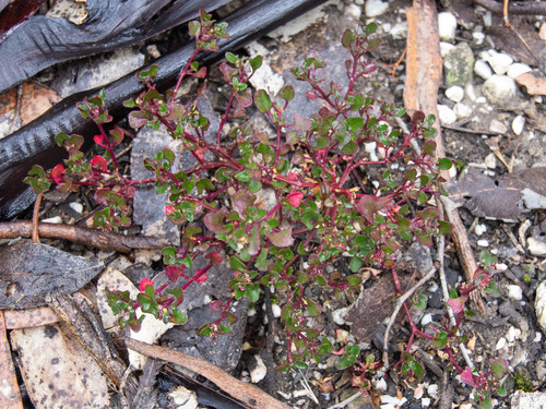 Rhagodia hastata (Redberried pigweed) — photo