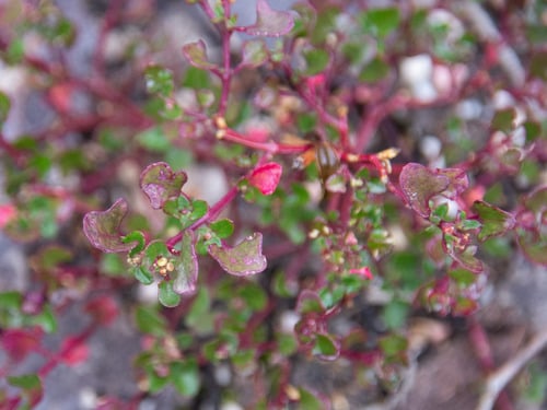 Rhagodia hastata
