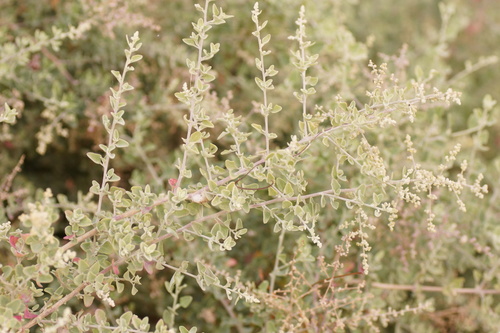 Rhagodia parabolica (Fragrant saltbush) — photo