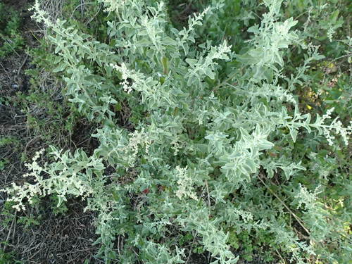 Rhagodia parabolica (Fragrant saltbush) — photo