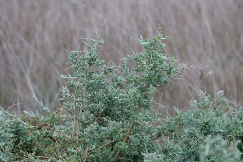 Rhagodia spinescens (Hedge Saltbush) — photo