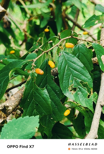 Rhamnella franguloides (Mao run) — photo