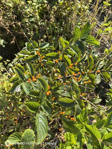 Rhamnella franguloides (Mao run) — photo