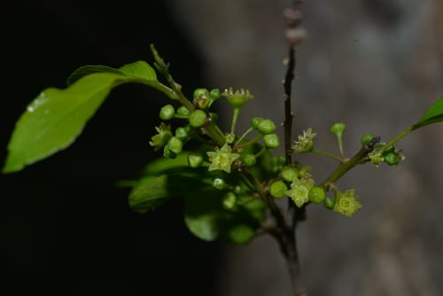 Rhamnella vitiensis — photo