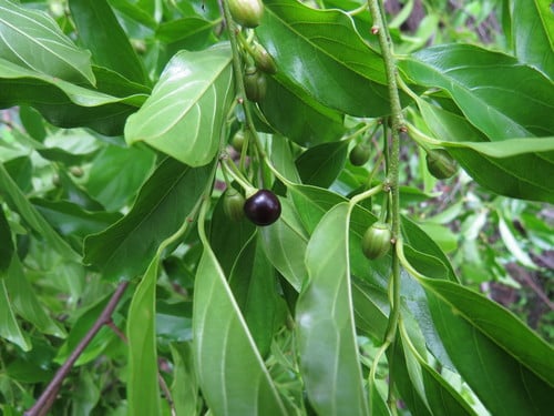 Rhamnella vitiensis