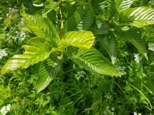 Rhamnus alpina — photo