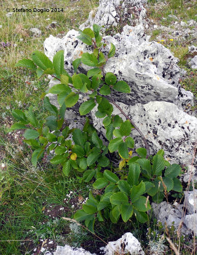 Rhamnus alpina