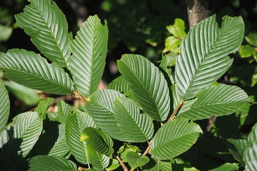 Rhamnus alpina — photo