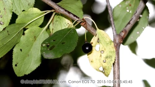 Rhamnus arguta (Yaxil) — photo