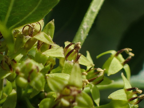 Rhamnus cathartica (Buckthorn) — photo