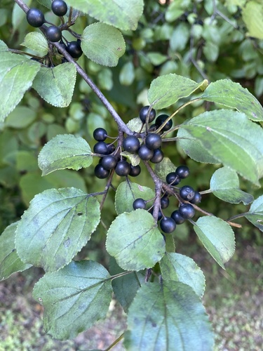 Rhamnus cathartica (Buckthorn) — photo