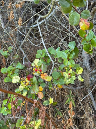 Rhamnus crocea (Holly-leaf Buckthorn) — photo