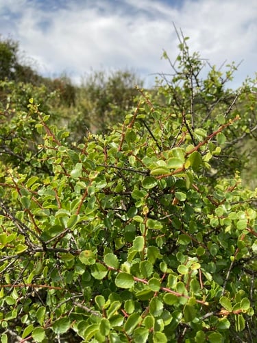 Rhamnus crocea