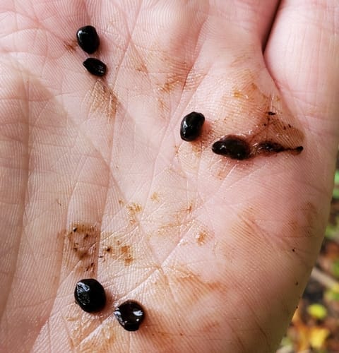 Rhamnus davurica (Dahurian buckthorn) — photo