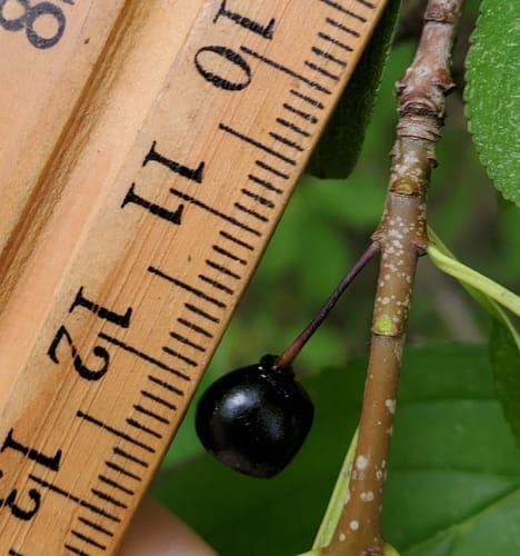 Rhamnus davurica (Dahurian buckthorn) — photo
