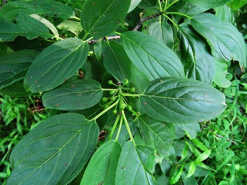 Rhamnus davurica