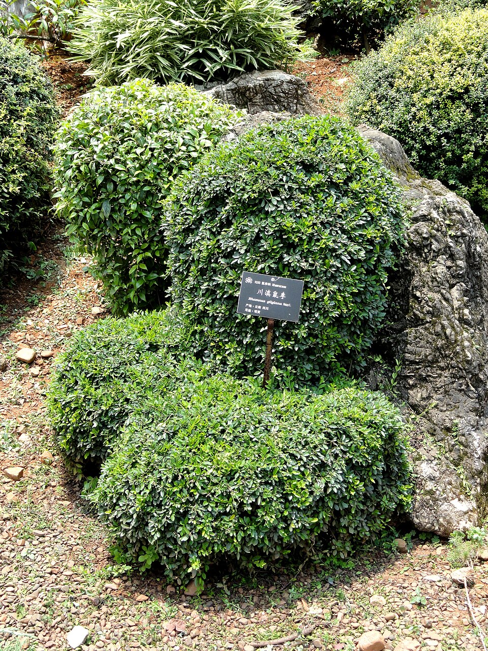 Rhamnus gilgiana — photo