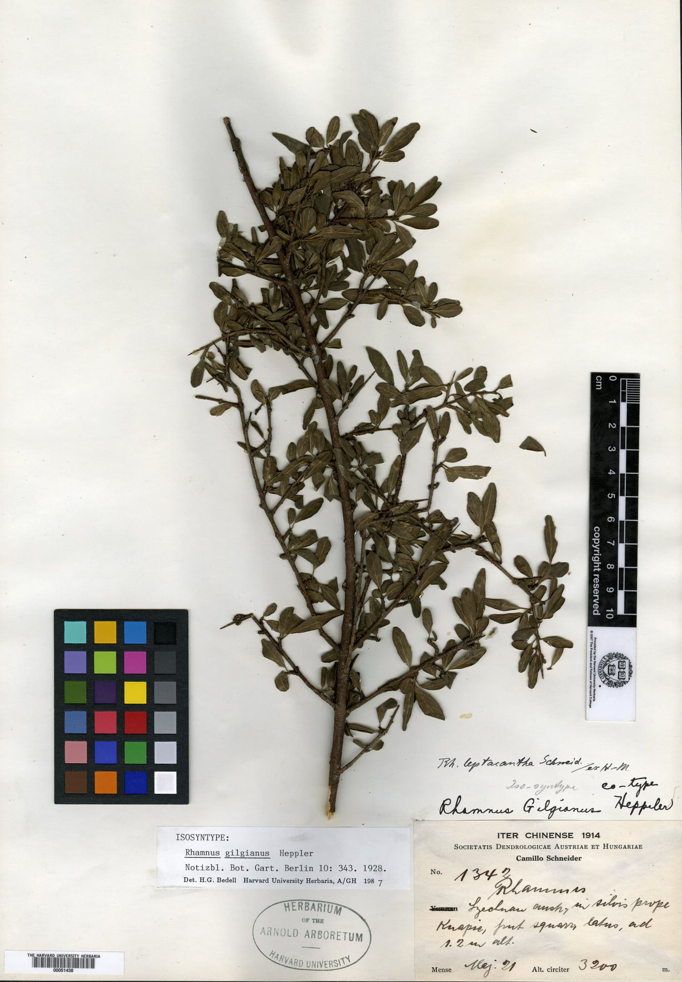Rhamnus gilgiana — photo