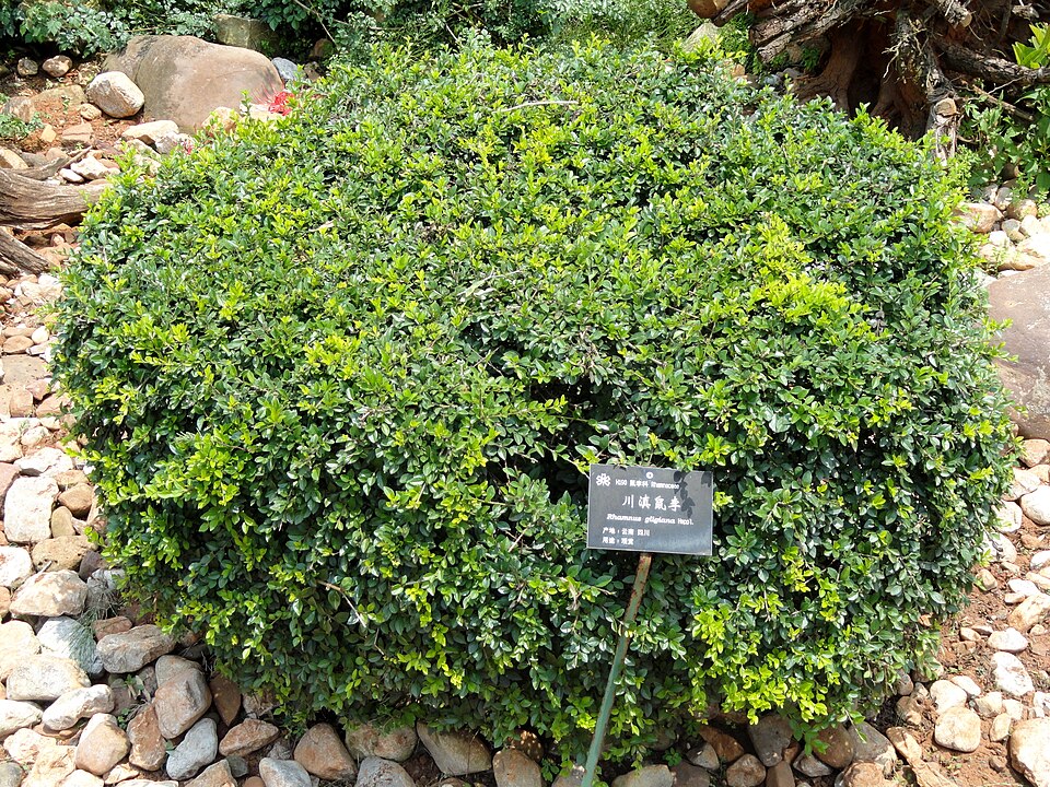 Rhamnus gilgiana
