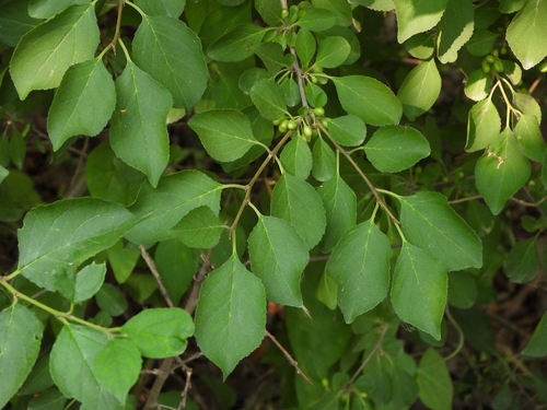 Rhamnus globosa (Lokao) — photo