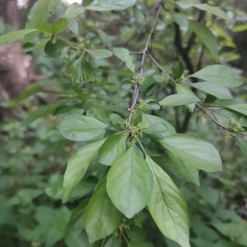 Rhamnus globosa (Lokao) — photo