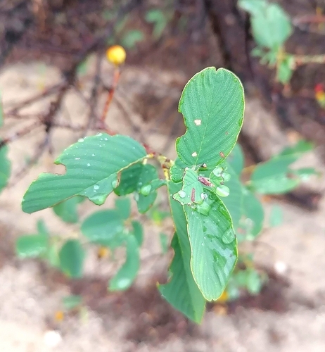 Rhamnus humboldtiana (Tullidor) — photo