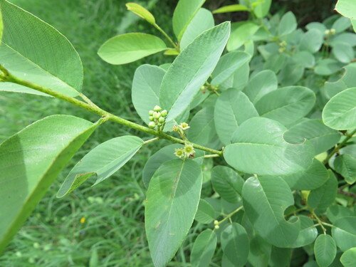 Rhamnus humboldtiana (Tullidor) — photo