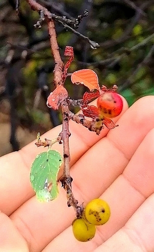 Rhamnus humboldtiana