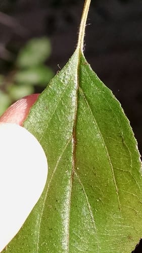 Rhamnus japonica (Japanese Buckthorn) — photo