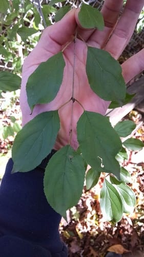 Rhamnus japonica (Japanese Buckthorn) — photo