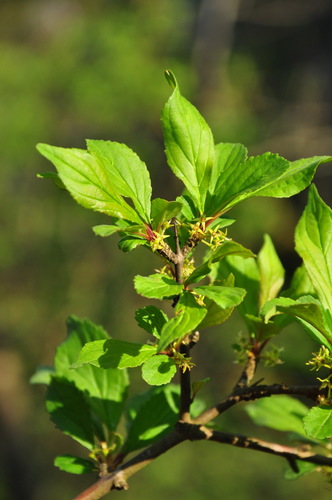 Rhamnus leptophylla