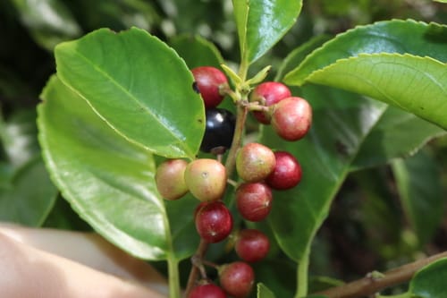 Rhamnus napalensis — photo