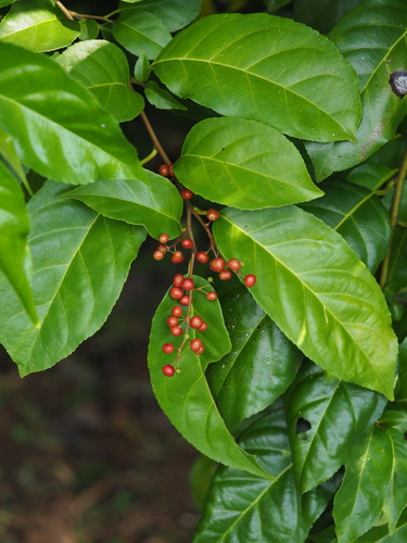 Rhamnus napalensis