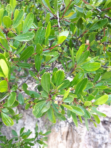 Rhamnus oleoides subsp. graecus