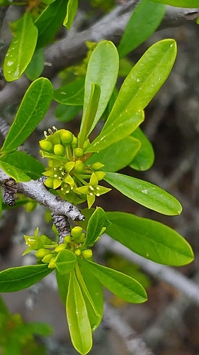 Rhamnus oleoides subsp. graecus — photo