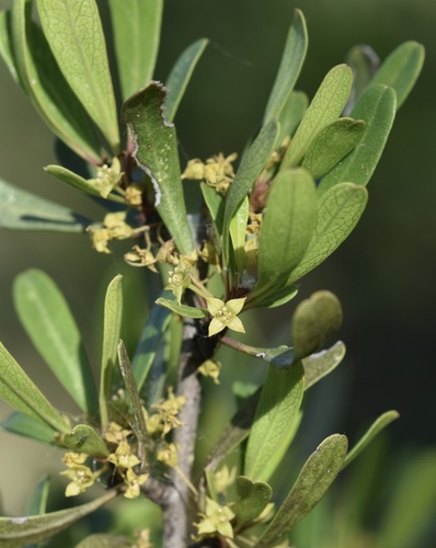 Rhamnus oleoides (Olive-leaved Buckthorn) — photo
