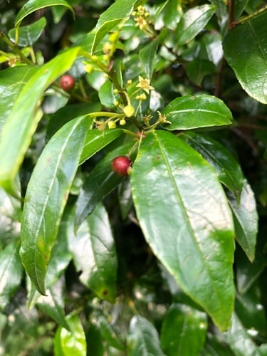 Rhamnus prinoides (Shiny leaf) — photo