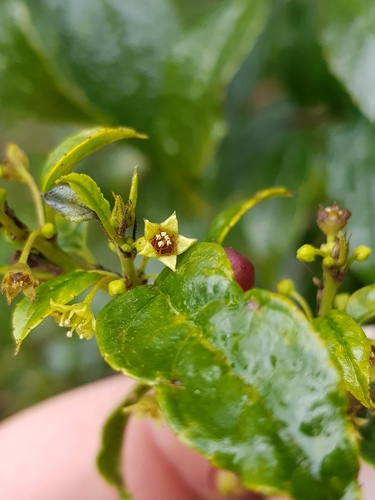Rhamnus prinoides (Shiny leaf) — photo