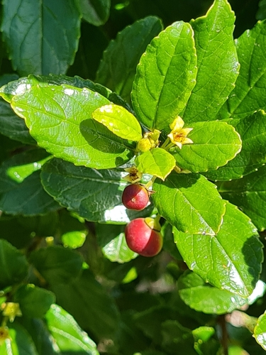 Rhamnus prinoides