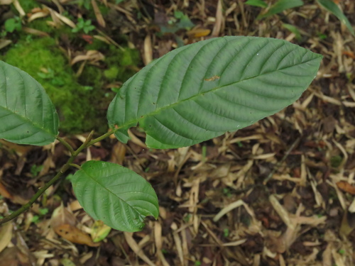 Rhamnus sphaerosperma var. pubescens — photo