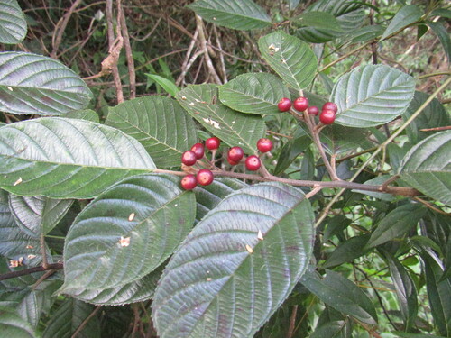 Rhamnus sphaerosperma var. pubescens — photo
