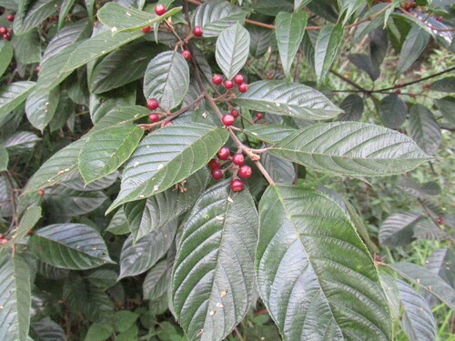 Rhamnus sphaerosperma var. pubescens