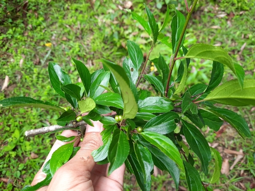 Rhamnus virgata (Buckthorn) — photo