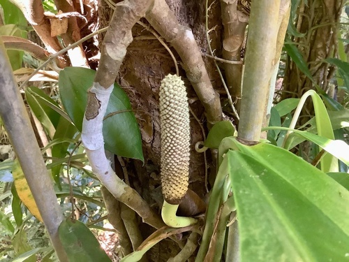 Rhaphidophora australasica (Raphidophora) — photo