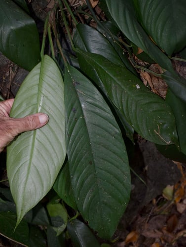 Rhaphidophora australasica (Raphidophora) — photo