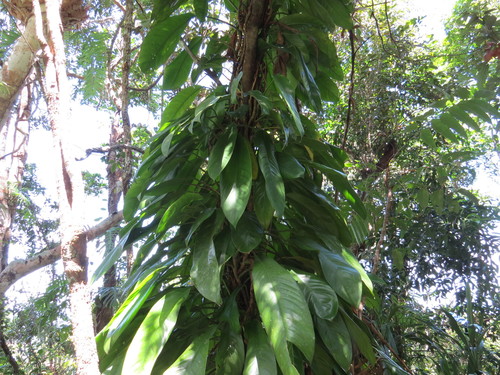 Rhaphidophora australasica
