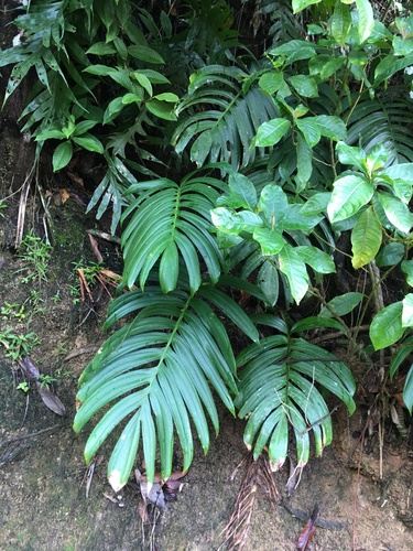 Rhaphidophora decursiva (Creeping philodendron) — photo